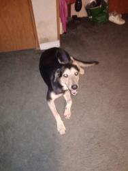 Lost Male Dog last seen Near Beckham Lane off Greatfalls hwy, Lancaster, SC 29720