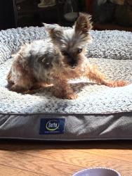 Reunited Female Dog last seen Locust Grove Road Weaverville NC, Buncombe County, NC 28787
