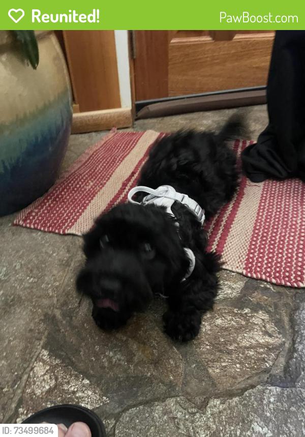 Reunited Unknown Dog last seen Near emery Woods area, Federal Way, WA 98003