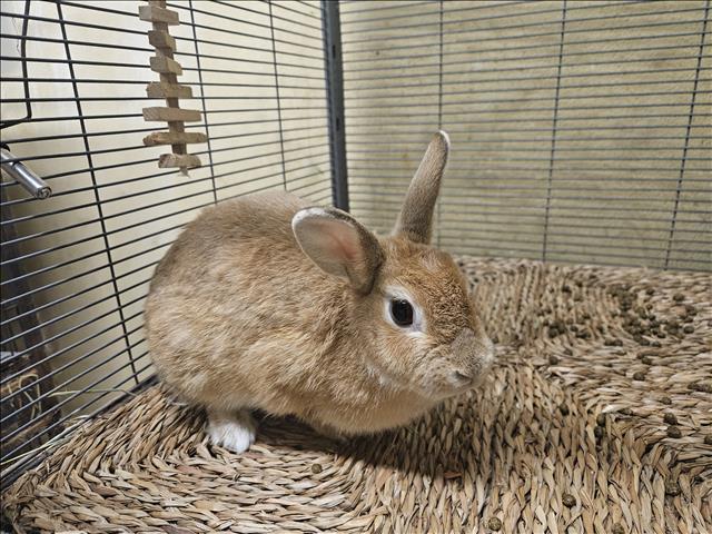 Shelter Stray Male Other last seen , 3201 Lacy St, Los Angeles, CA 90031, USA
