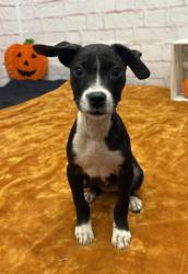 Shelter Stray Female Dog last seen Near BLOCK HANCOCK ST, DETROIT MI 48207, 1431 E Ferry St, Detroit, MI 48211, USA