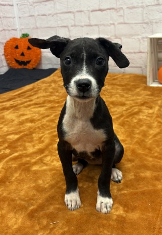 Shelter Stray Female Dog last seen Near BLOCK HANCOCK ST, DETROIT MI 48207, 1431 E Ferry St, Detroit, MI 48211, USA