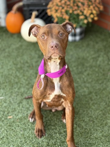 Shelter Stray Female Dog last seen Near BLOCK DEXTER AVE, DETROIT MI 48206, 1431 E Ferry St, Detroit, MI 48211, USA