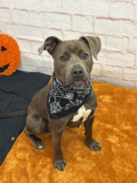 Shelter Stray Male Dog last seen Near BLOCK AUBURN ST, DETROIT MI 48228, 1431 E Ferry St, Detroit, MI 48211, USA