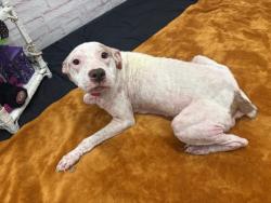 Shelter Stray Female Dog last seen Near BLOCK WOODMERE ST, DETROIT MI 48209, 1431 E Ferry St, Detroit, MI 48211, USA
