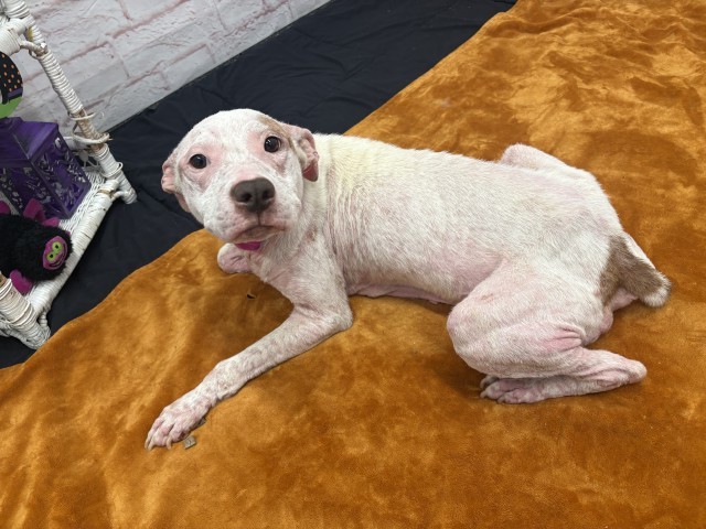 Shelter Stray Female Dog last seen Near BLOCK WOODMERE ST, DETROIT MI 48209, 1431 E Ferry St, Detroit, MI 48211, USA