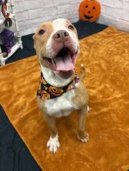 Shelter Stray Female Dog last seen Near BLOCK BILTMORE ST, DETROIT MI 48235, 1431 E Ferry St, Detroit, MI 48211, USA