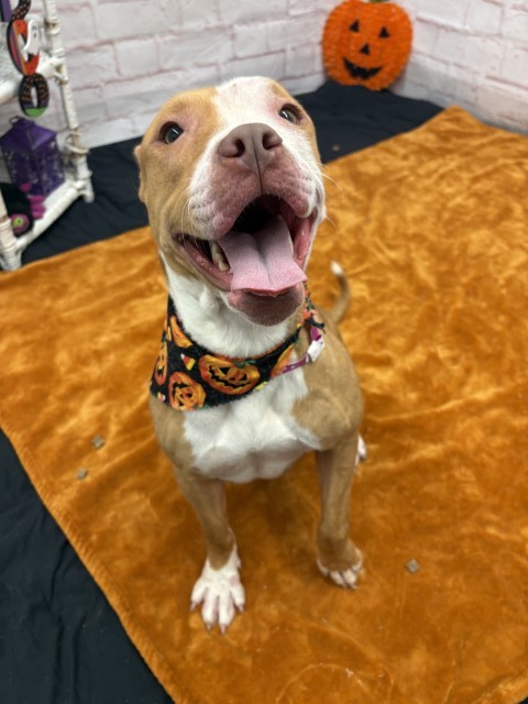 Shelter Stray Female Dog last seen Near BLOCK BILTMORE ST, DETROIT MI 48235, 1431 E Ferry St, Detroit, MI 48211, USA