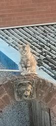 Lost Male Cat last seen On the corner of Wolverhampton road near 301 on alumwell road, West Midlands, England 