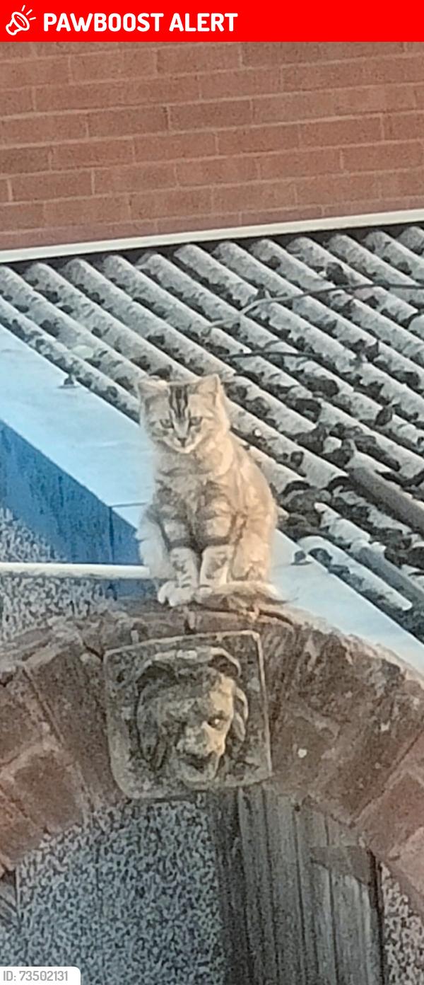 Lost Male Cat last seen On the corner of Wolverhampton road near 301 on alumwell road, West Midlands, England 