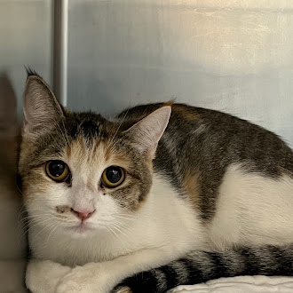 Shelter Stray Female Cat last seen Near BLOCK DEERFORD CIR, LAS VEGAS NV 89110, 655 N Mojave Rd, Las Vegas, NV 89101, USA