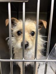 Shelter Stray Female Dog last seen Near BLOCK S PARKCREST DR, WEST VALLEY CITY UT 84119, 4522 W 3500 S, West Valley City, UT 84120, USA