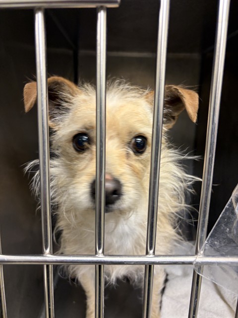 Shelter Stray Female Dog last seen Near BLOCK S PARKCREST DR, WEST VALLEY CITY UT 84119, 4522 W 3500 S, West Valley City, UT 84120, USA
