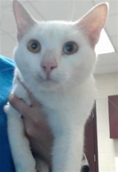 Shelter Stray Male Cat last seen Near BLOCK COUNTY LINE RD, FAYETTEVILLE NC 28306, 4704 Corporation Dr, Fayetteville, NC 28306, USA