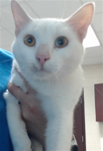 Shelter Stray Male Cat last seen Near BLOCK COUNTY LINE RD, FAYETTEVILLE NC 28306, 4704 Corporation Dr, Fayetteville, NC 28306, USA