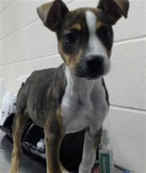 Shelter Stray Female Dog last seen Near BLOCK SANDHILL DR, FAYETTEVILLE NC 28306, 4704 Corporation Dr, Fayetteville, NC 28306, USA