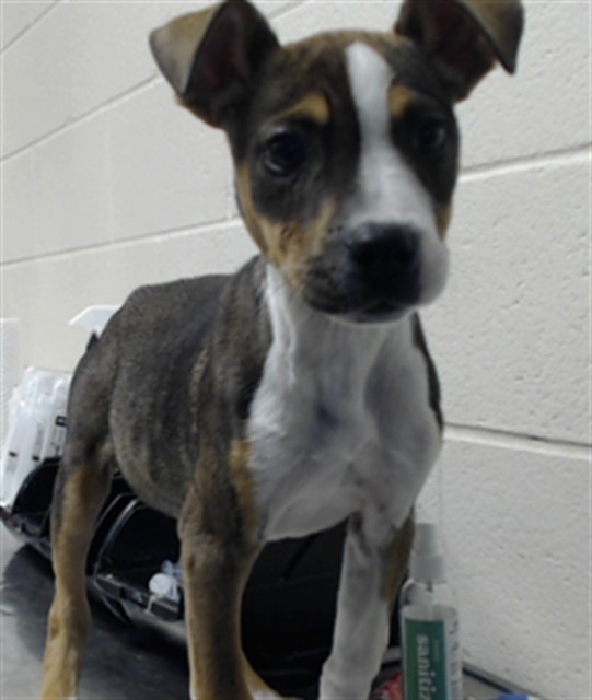 Shelter Stray Female Dog last seen Near BLOCK SANDHILL DR, FAYETTEVILLE NC 28306, 4704 Corporation Dr, Fayetteville, NC 28306, USA
