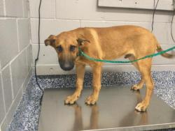 Shelter Stray Male Dog last seen Near BLOCK CAMINO CAMPANERO, DESERT HOT SPRINGS, CA, 72050 Pet Land Pl, Thousand Palms, CA 92276, USA
