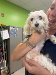 Shelter Stray Female Dog last seen Near BLOCK WASHBURN AVE, 3528 Newburg Rd, Louisville, KY 40218, USA