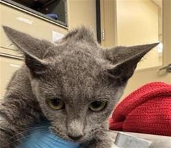 Shelter Stray Unknown Cat last seen SOUTH PARK MALL, 4710 TX-151, San Antonio, TX 78227, USA