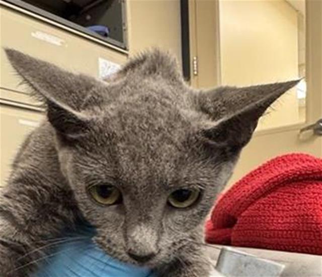 Shelter Stray Unknown Cat last seen SOUTH PARK MALL, 4710 TX-151, San Antonio, TX 78227, USA