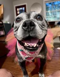 Shelter Stray Female Dog last seen CHARLOTTE, 8315 Byrum Dr, Charlotte, NC 28217, USA