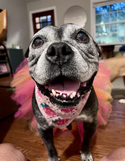 Shelter Stray Female Dog last seen CHARLOTTE, 8315 Byrum Dr, Charlotte, NC 28217, USA