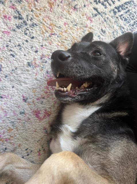 Shelter Stray Male Dog last seen CHARLOTTE, 8315 Byrum Dr, Charlotte, NC 28217, USA