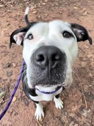 Shelter Stray Female Dog last seen CHARLOTTE, 8315 Byrum Dr, Charlotte, NC 28217, USA