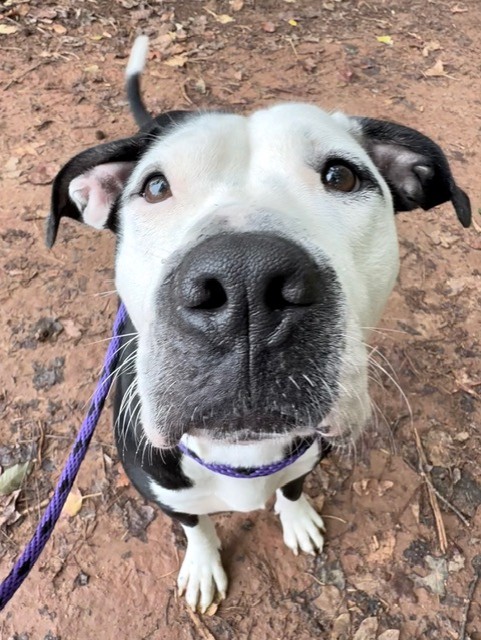 Shelter Stray Female Dog last seen CHARLOTTE, 8315 Byrum Dr, Charlotte, NC 28217, USA