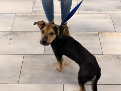 Shelter Stray Male Dog last seen CHARLOTTE, 8315 Byrum Dr, Charlotte, NC 28217, USA