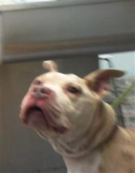 Shelter Stray Female Dog last seen CHARLOTTE, 8315 Byrum Dr, Charlotte, NC 28217, USA