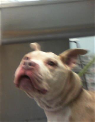 Shelter Stray Female Dog last seen CHARLOTTE, 8315 Byrum Dr, Charlotte, NC 28217, USA