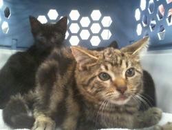 Shelter Stray Male Cat last seen CHARLOTTE, 8315 Byrum Dr, Charlotte, NC 28217, USA