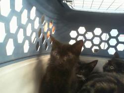 Shelter Stray Male Cat last seen CHARLOTTE, 8315 Byrum Dr, Charlotte, NC 28217, USA