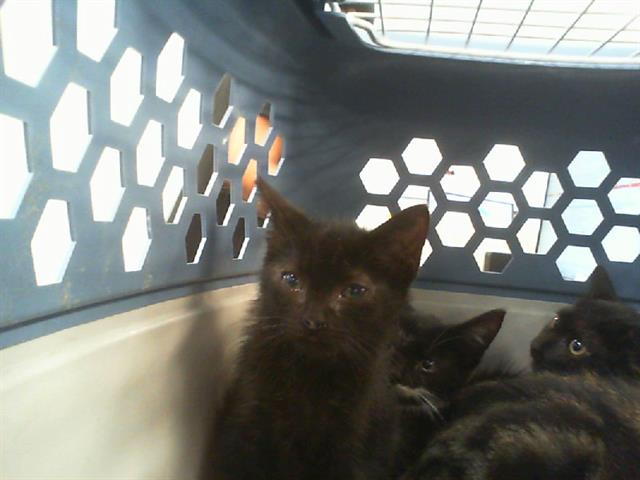 Shelter Stray Male Cat last seen CHARLOTTE, 8315 Byrum Dr, Charlotte, NC 28217, USA