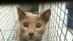 Shelter Stray Unknown Cat last seen CHARLOTTE, 8315 Byrum Dr, Charlotte, NC 28217, USA