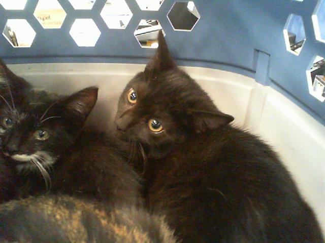Shelter Stray Male Cat last seen CHARLOTTE, 8315 Byrum Dr, Charlotte, NC 28217, USA