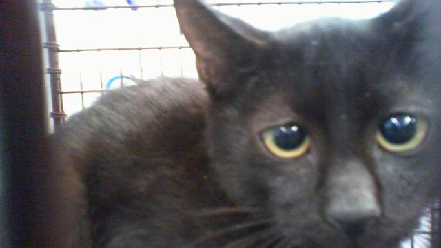 Shelter Stray Male Cat last seen CHARLOTTE, 8315 Byrum Dr, Charlotte, NC 28217, USA