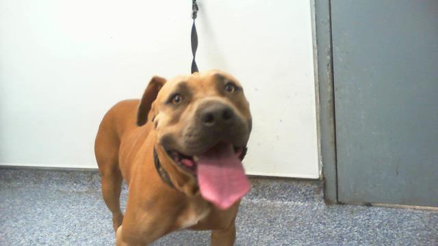 Shelter Stray Female Dog last seen CHARLOTTE, 8315 Byrum Dr, Charlotte, NC 28217, USA