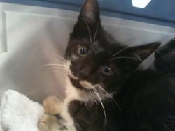 Shelter Stray Male Cat last seen CHARLOTTE, 8315 Byrum Dr, Charlotte, NC 28217, USA