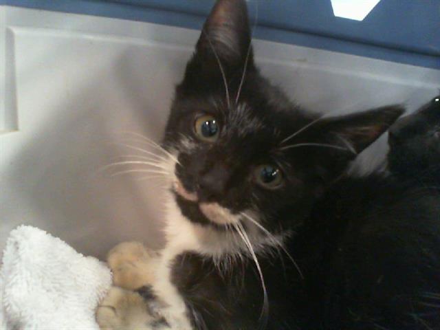 Shelter Stray Male Cat last seen CHARLOTTE, 8315 Byrum Dr, Charlotte, NC 28217, USA