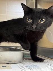 Shelter Stray Female Cat last seen Near BLOCK S ESTELLE AVE, WICHITA KS 67211, 3303 N Hillside St, Wichita, KS 67219, USA
