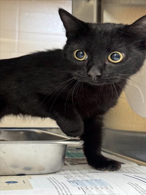 Shelter Stray Female Cat last seen Near BLOCK S ESTELLE AVE, WICHITA KS 67211, 3303 N Hillside St, Wichita, KS 67219, USA
