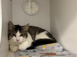 Shelter Stray Male Cat last seen Near BLOCK W MEEKER ST, KENT WA 98032, 21615 64th Ave S, Kent, WA 98032, USA