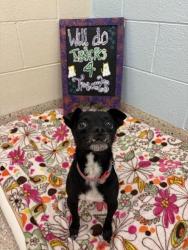 Shelter Stray Male Dog last seen CASCADE AND ELM CT, 12155 Park Blvd, Brighton, CO 80601, USA