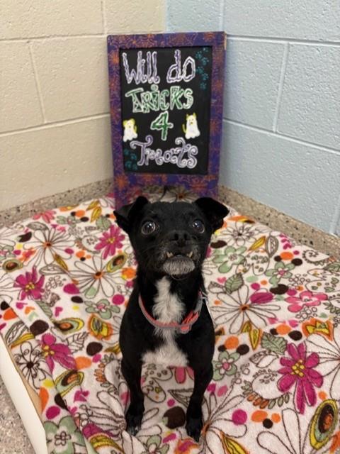 Shelter Stray Male Dog last seen CASCADE AND ELM CT, 12155 Park Blvd, Brighton, CO 80601, USA