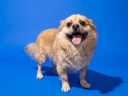 Shelter Stray Male Dog last seen CORNER OF COMMON WEALTH AND NIAGARA, 2020 Forest St, Jacksonville, FL 32204, USA