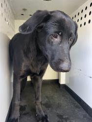 Shelter Stray Female Dog last seen Near BLK MORELAND CT, BAKERFIELD CA, 201 S Mt Vernon Ave, Bakersfield, CA 93307, USA