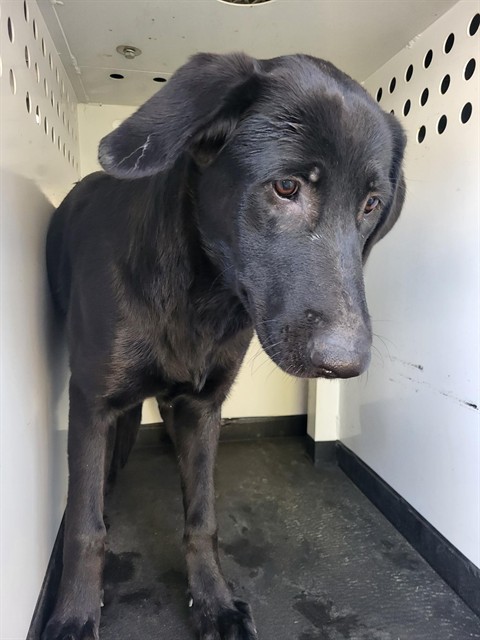 Shelter Stray Female Dog last seen Near BLK MORELAND CT, BAKERFIELD CA, 201 S Mt Vernon Ave, Bakersfield, CA 93307, USA
